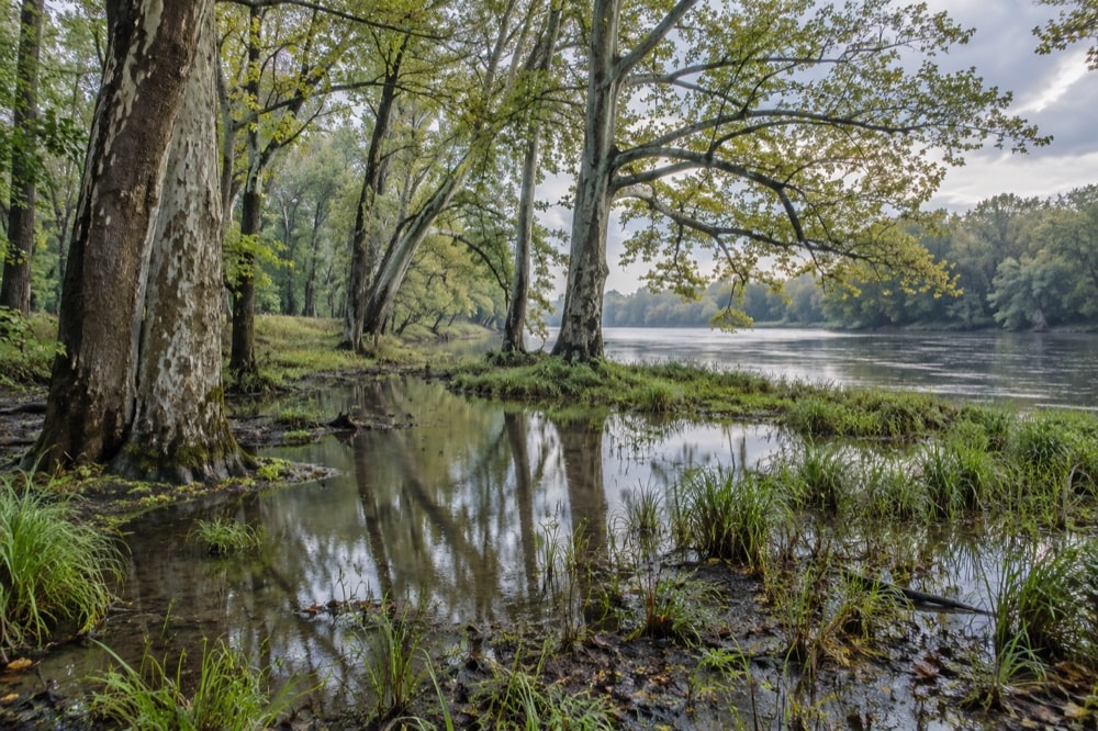 Pale-trunked floodplain trees reflected in shallow water beside a broad river