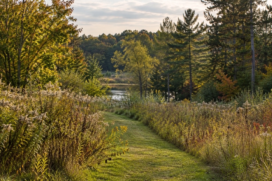 Tall grasses meeting mixed woodland beside a small still pond