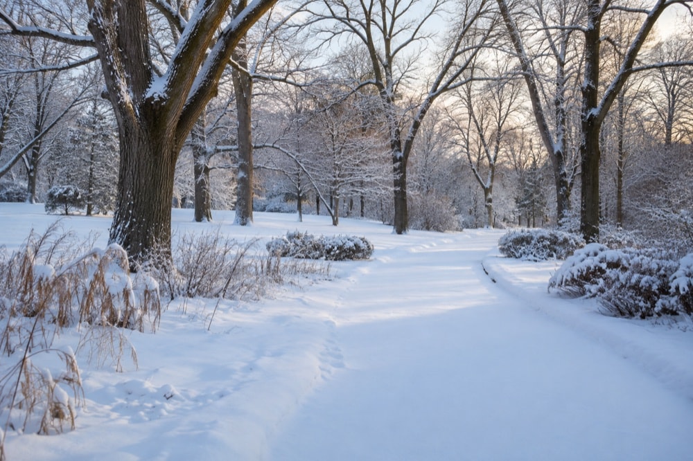 An empty snow-covered path curving through mature deciduous trees