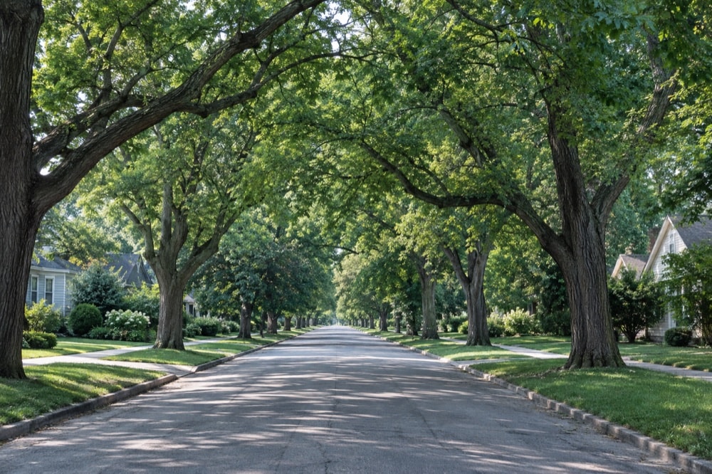 Mature deciduous trees arching above a quiet residential street