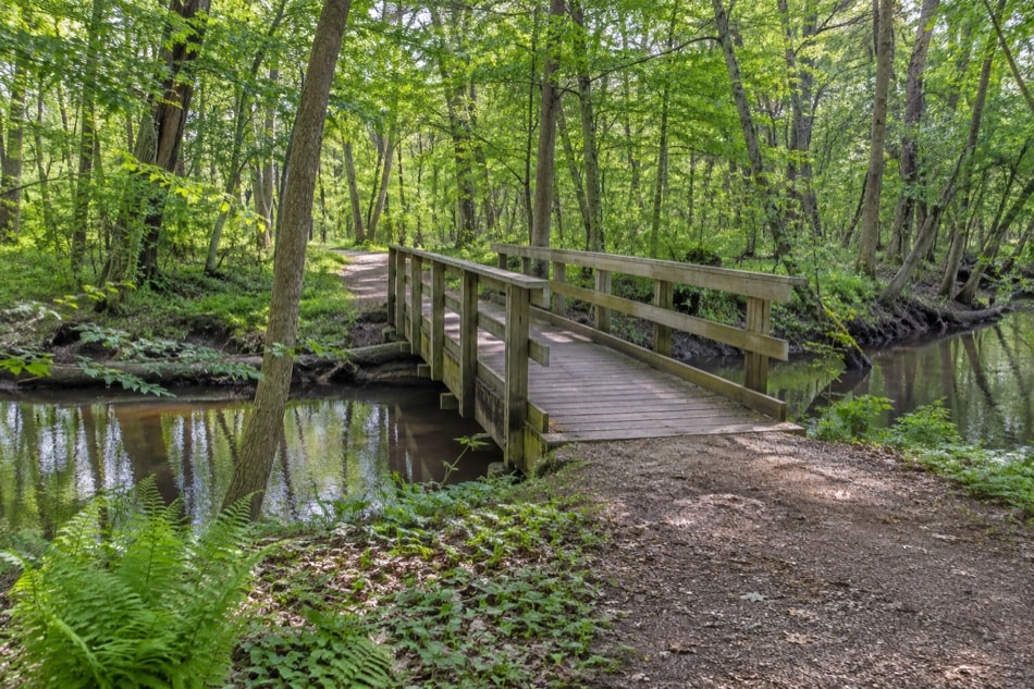 A simple wooden footbridge crossing slow water in a leafy woodland